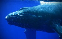 Whale005