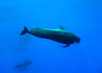 Whale012