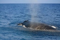 Whale017