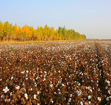新疆棉花秸稈“變廢為寶”