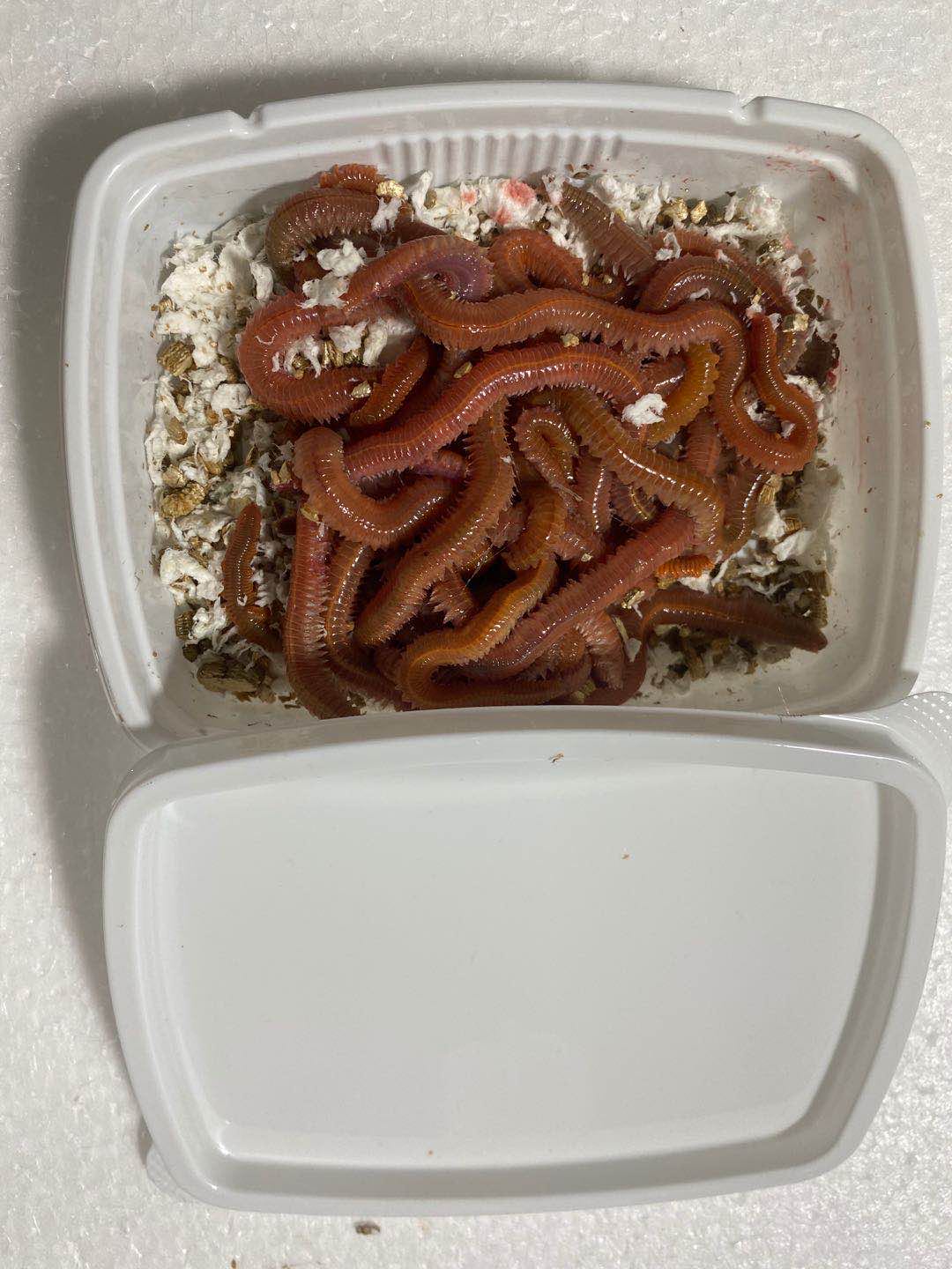 Redlugworms