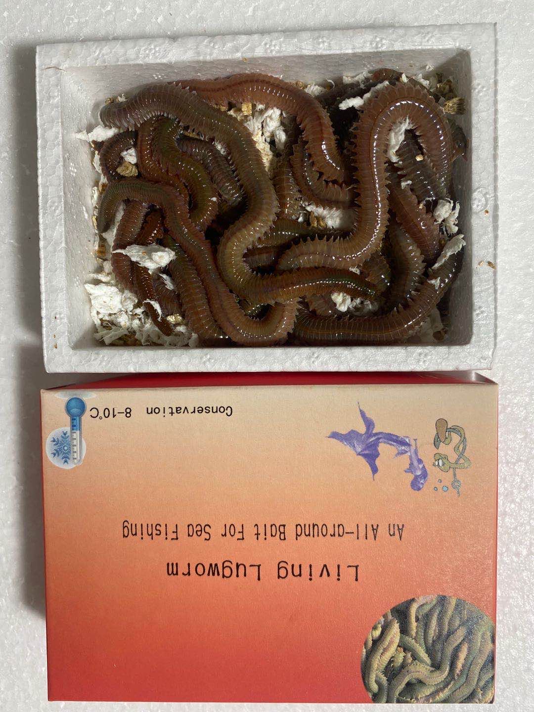 Greenlugworms-WechatIMG199