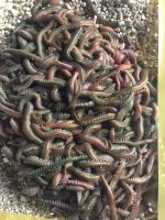 Greenlugworms-WechatIMG203