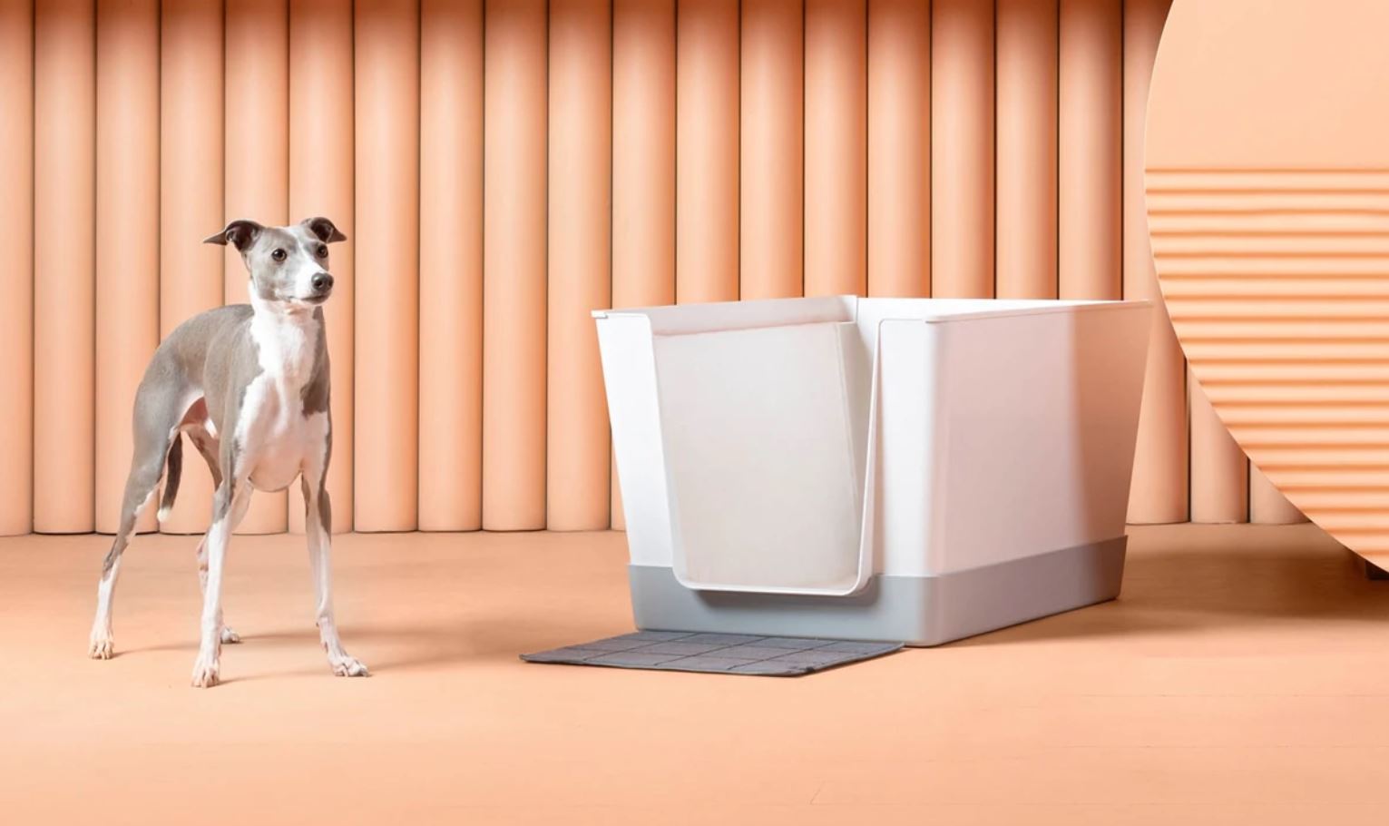 Banish Pet Odors and Stains | Embrace Freshness with These Powerful