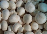 IQF-Champignons-Mushroom-Whole