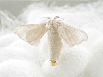 silkpupa