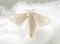 silkpupa