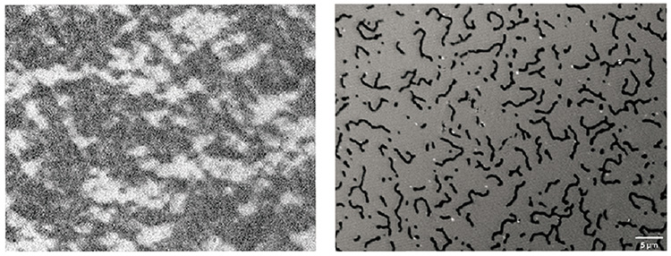 In CoFeB (20 nm) thin films, (in-plane magnetic field 20 mT) drives magnetic domain switching.