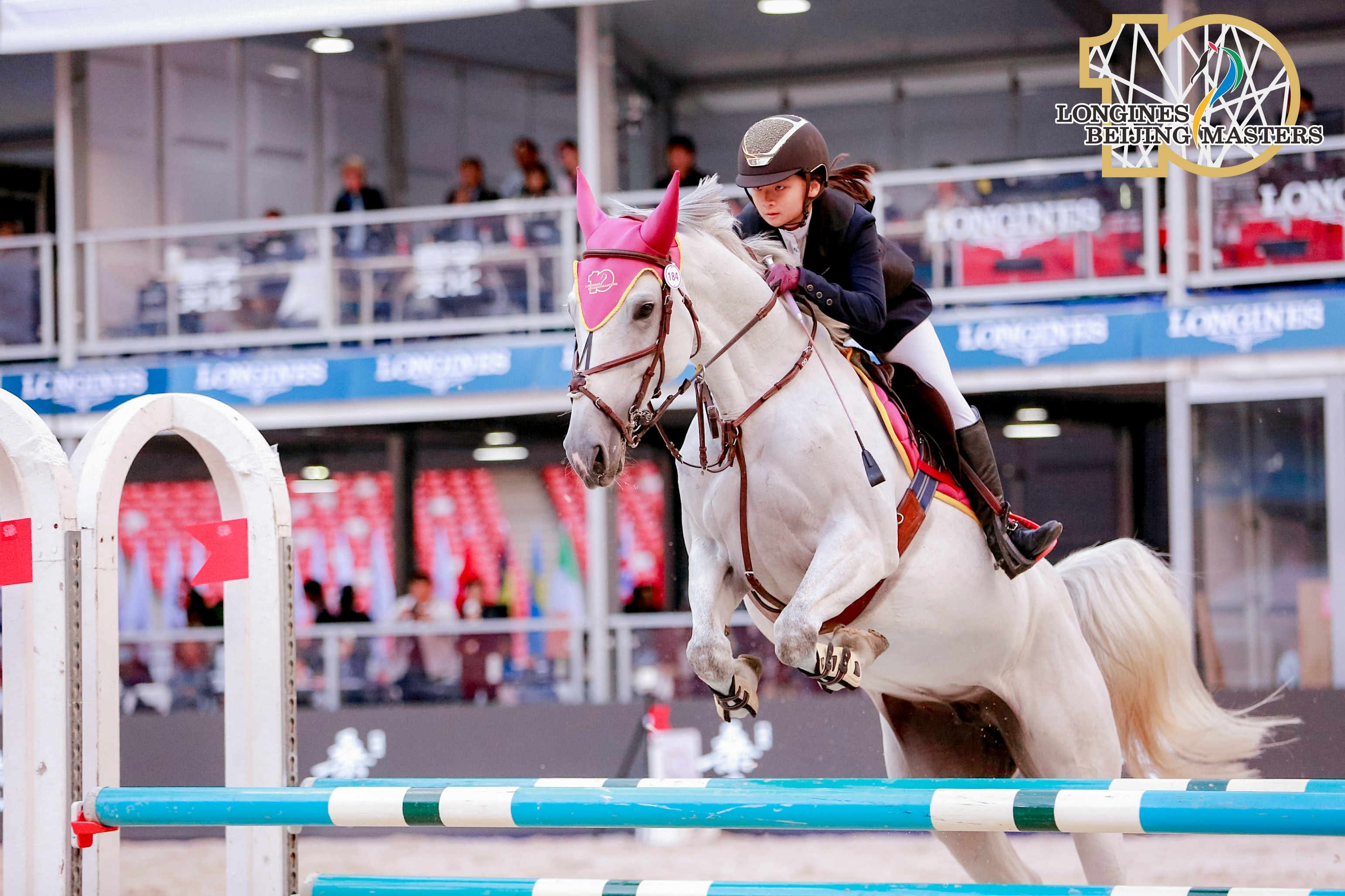 Zangersheide, Mare, 8 years old