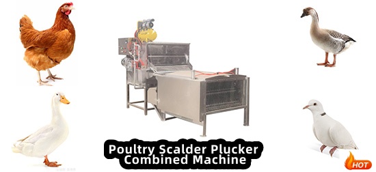 chicken scalder plucker