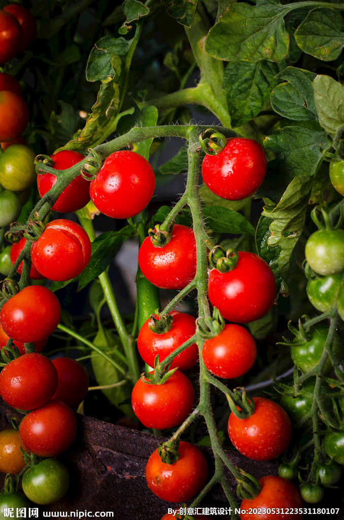 Canned Tomato Paste