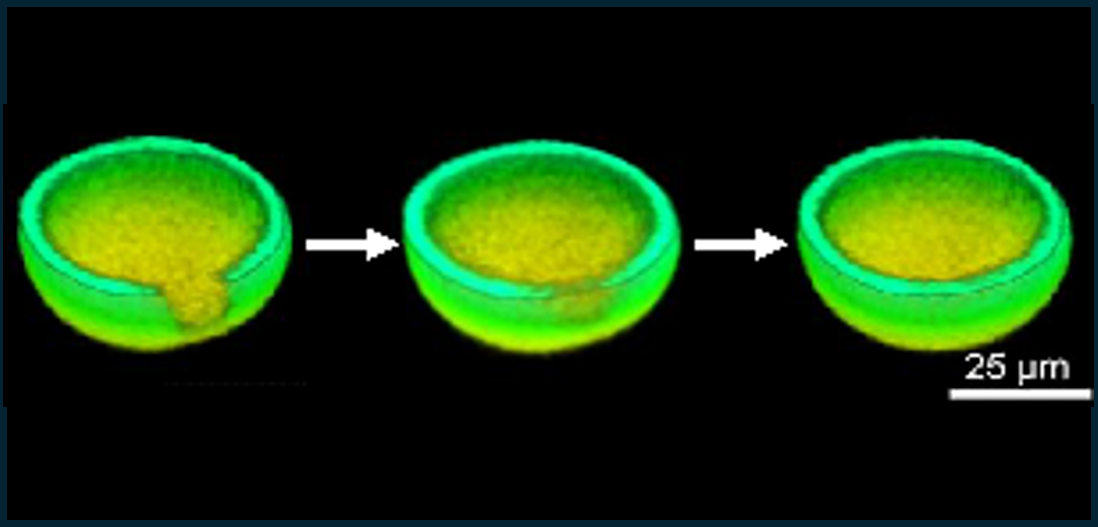 Smart cell mimetic capsules (S-CMC)