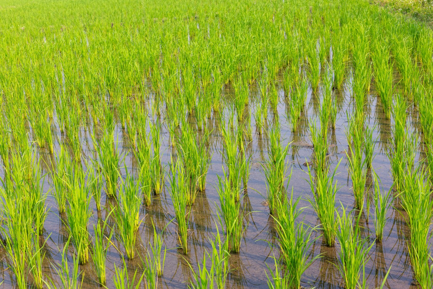 young-rice-growing-paddy-field_1150-8061