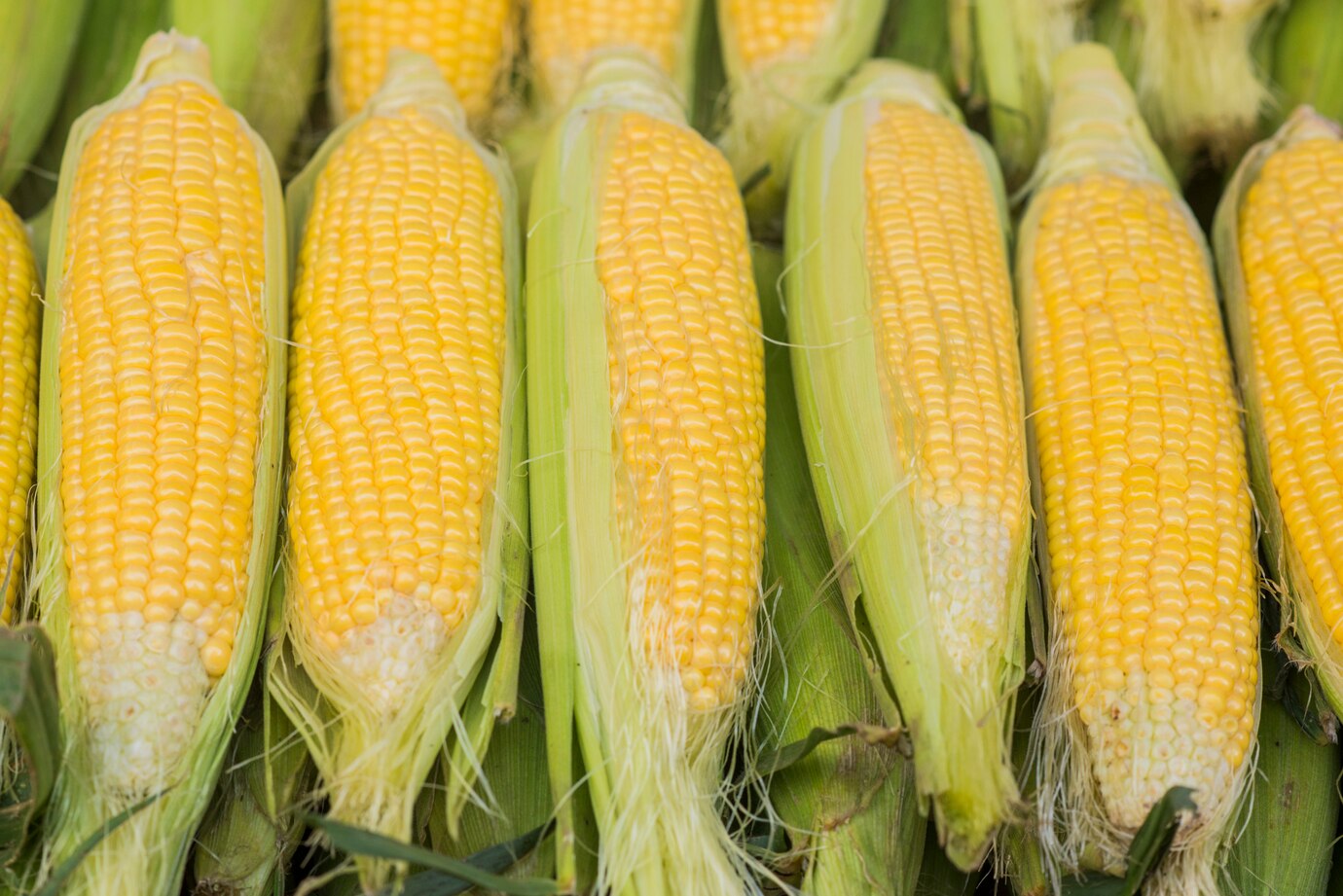 group-fresh-sweet-corns-store-some-fresh-organic-corn-cobs-with-leaves-group-fresh-corns-bazaar-summer-season_1391-241