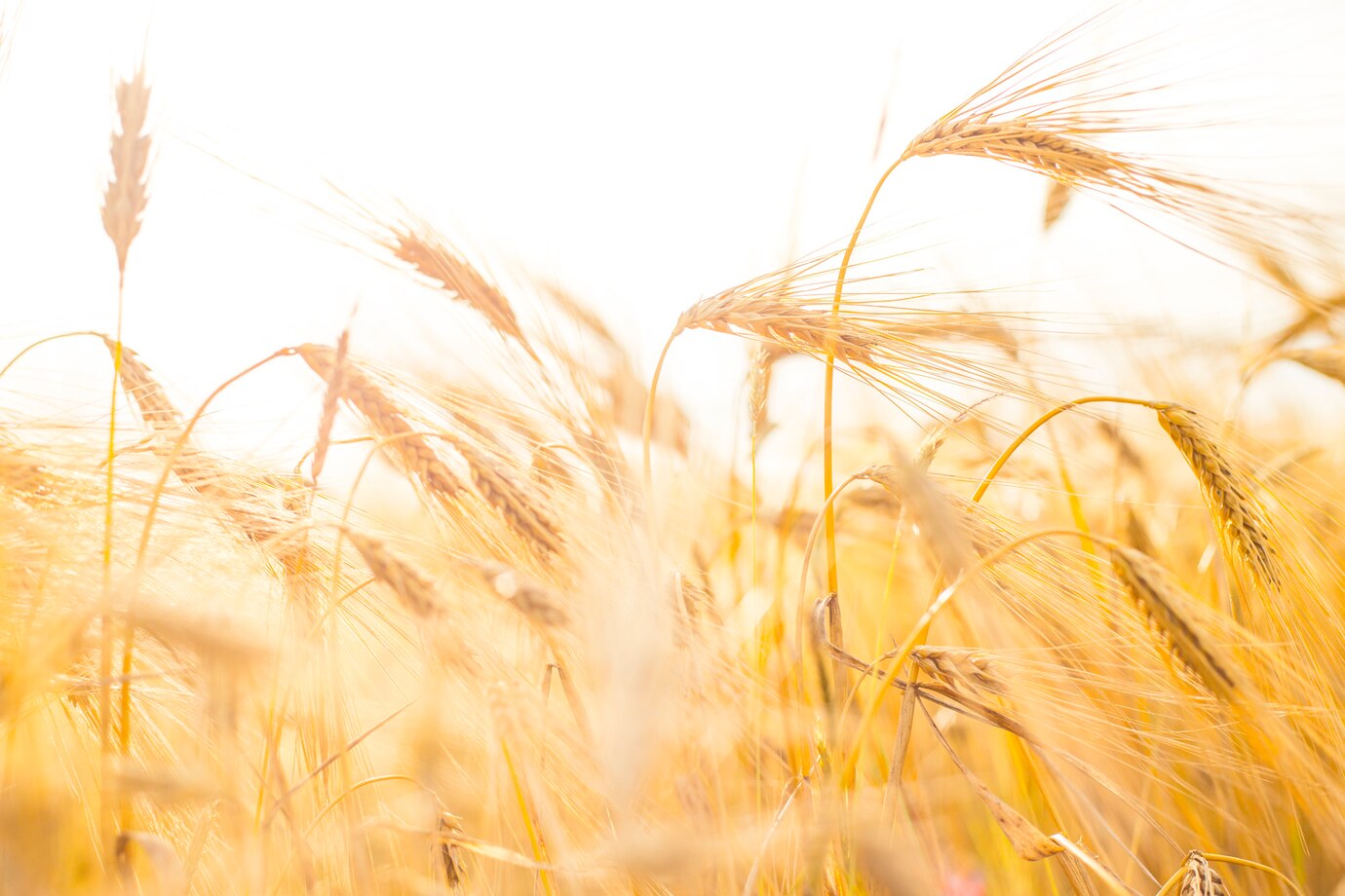 wheat-close-up_1182-879