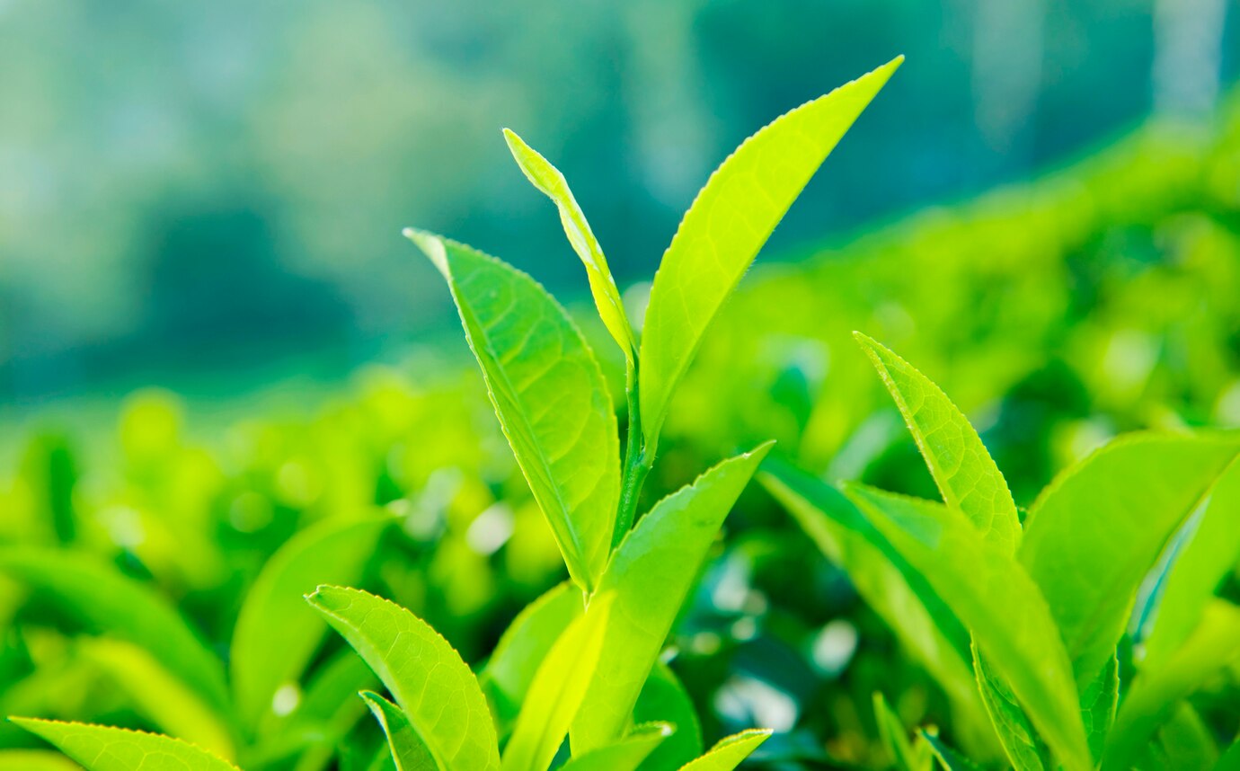 close-up-tea-leaves-farm-sri-lanka_53876-42969