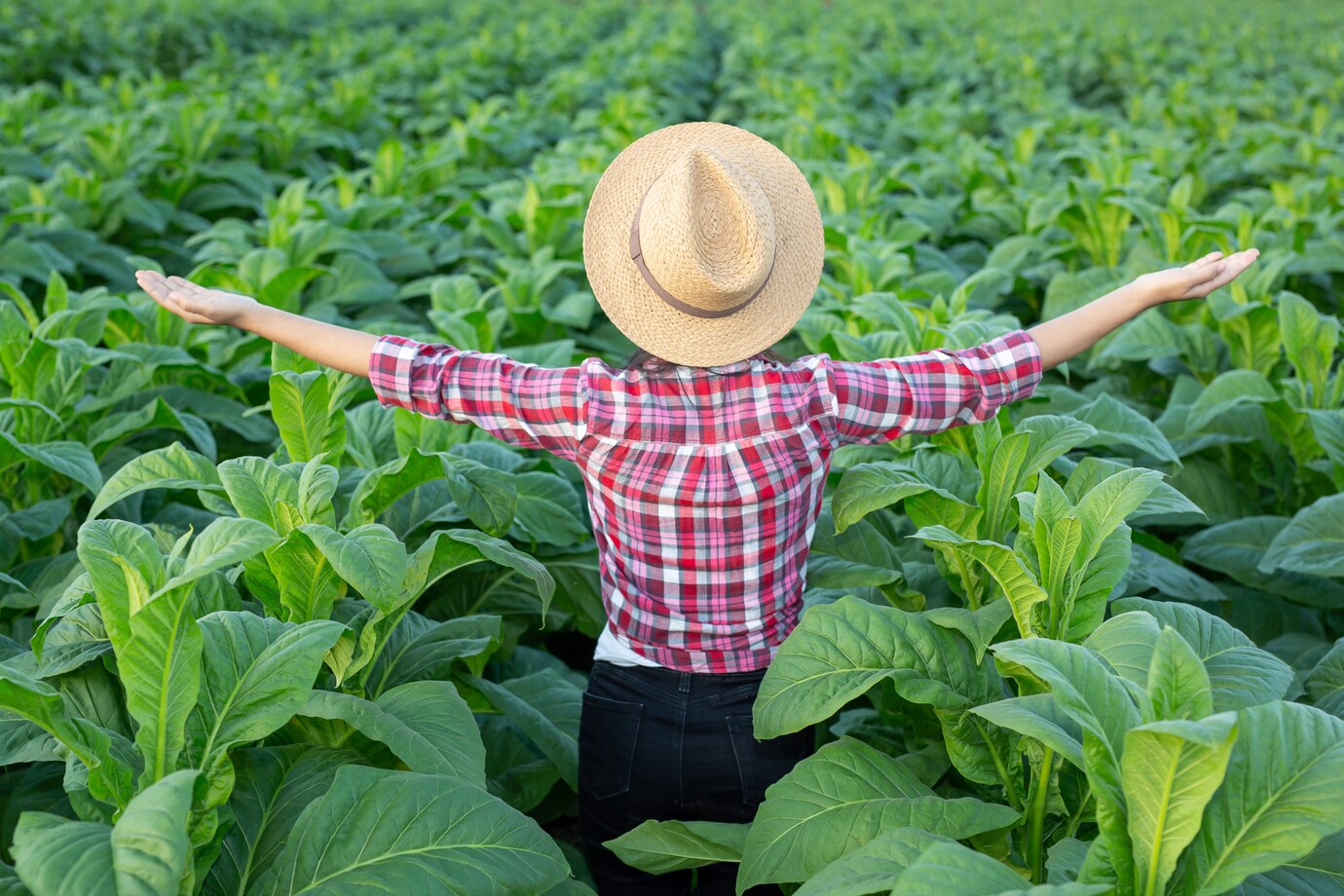 joyful-young-woman-tobacco-plantation_1150-5868