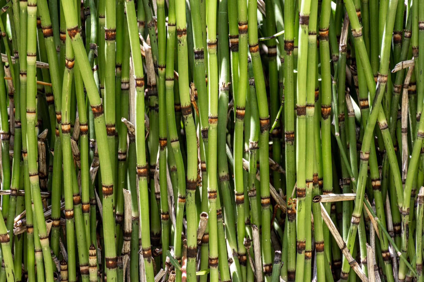 front-view-bamboo-sticks_23-2148817727