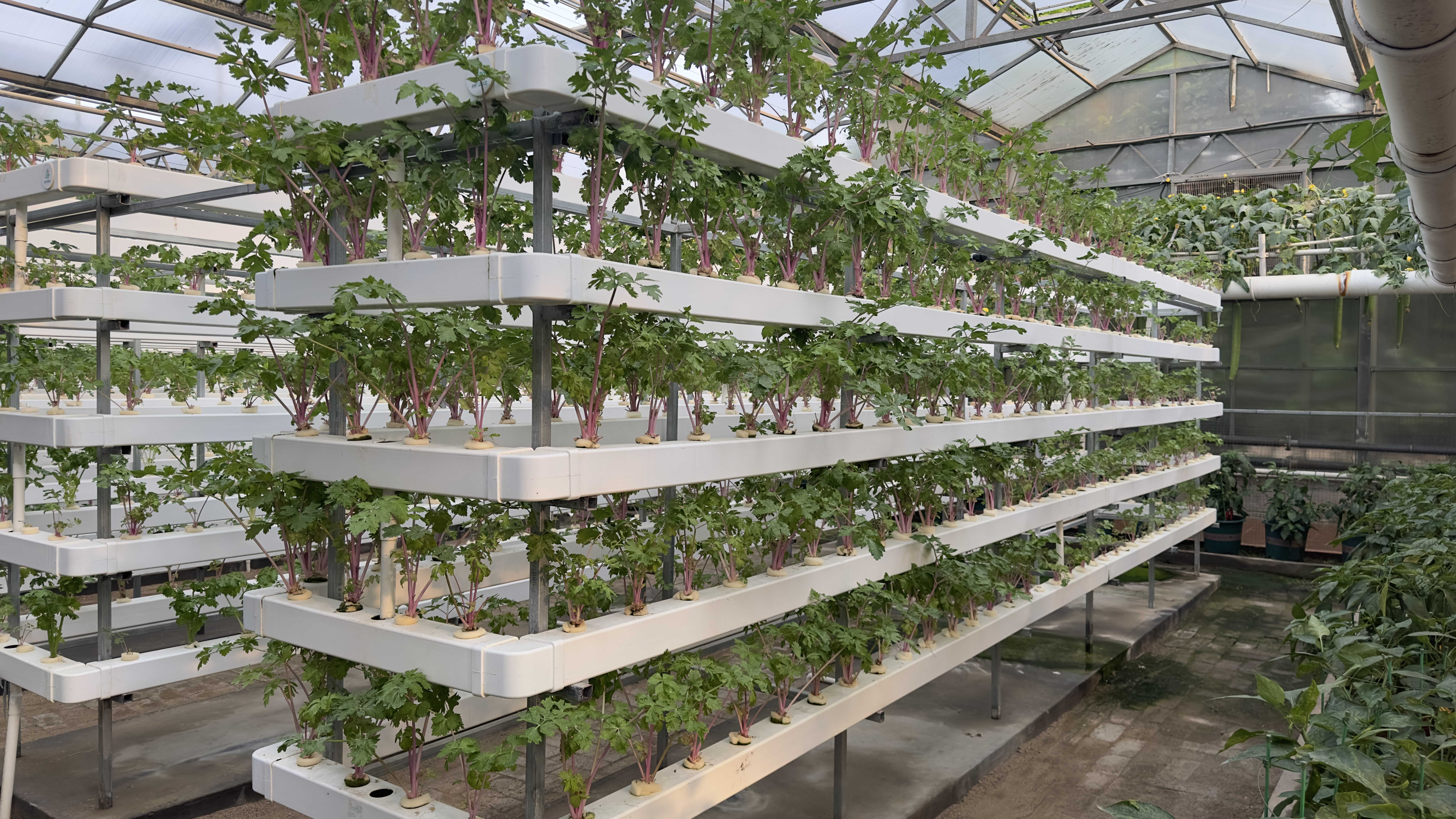 Exploring Different Types of Hydroponic Growing Racks-agriNovix
