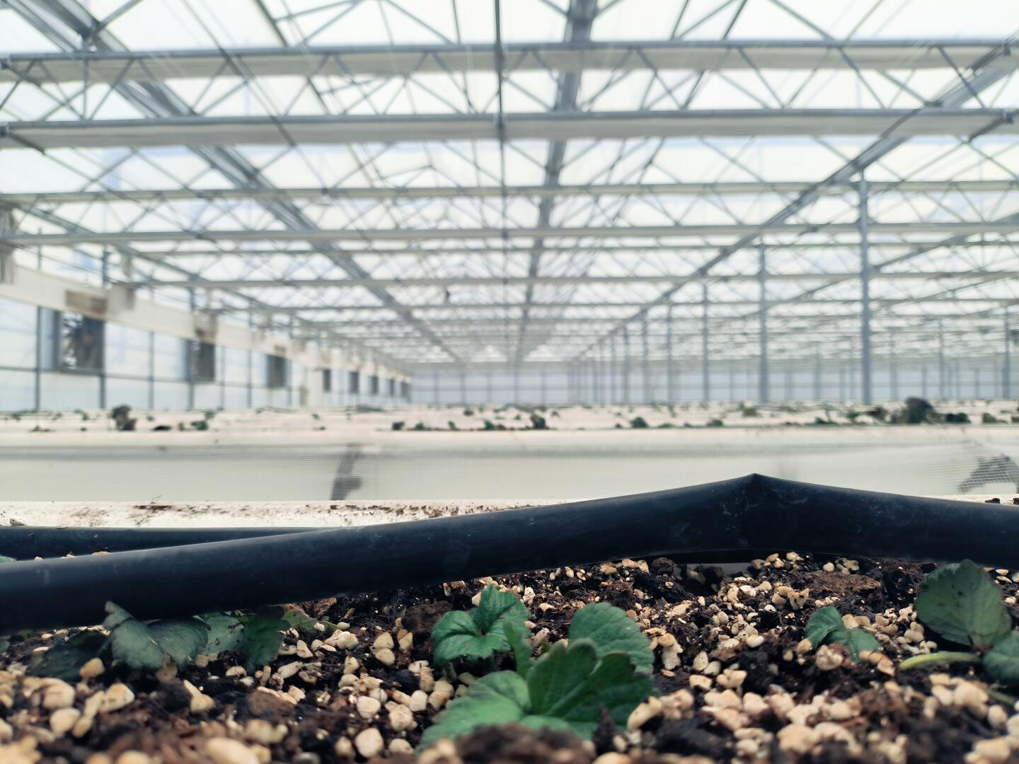 Landscape greenhouse,-sightseeing greenhouse, urban leisure-greenhouse, greenhouse strawberry, greenhouse planting