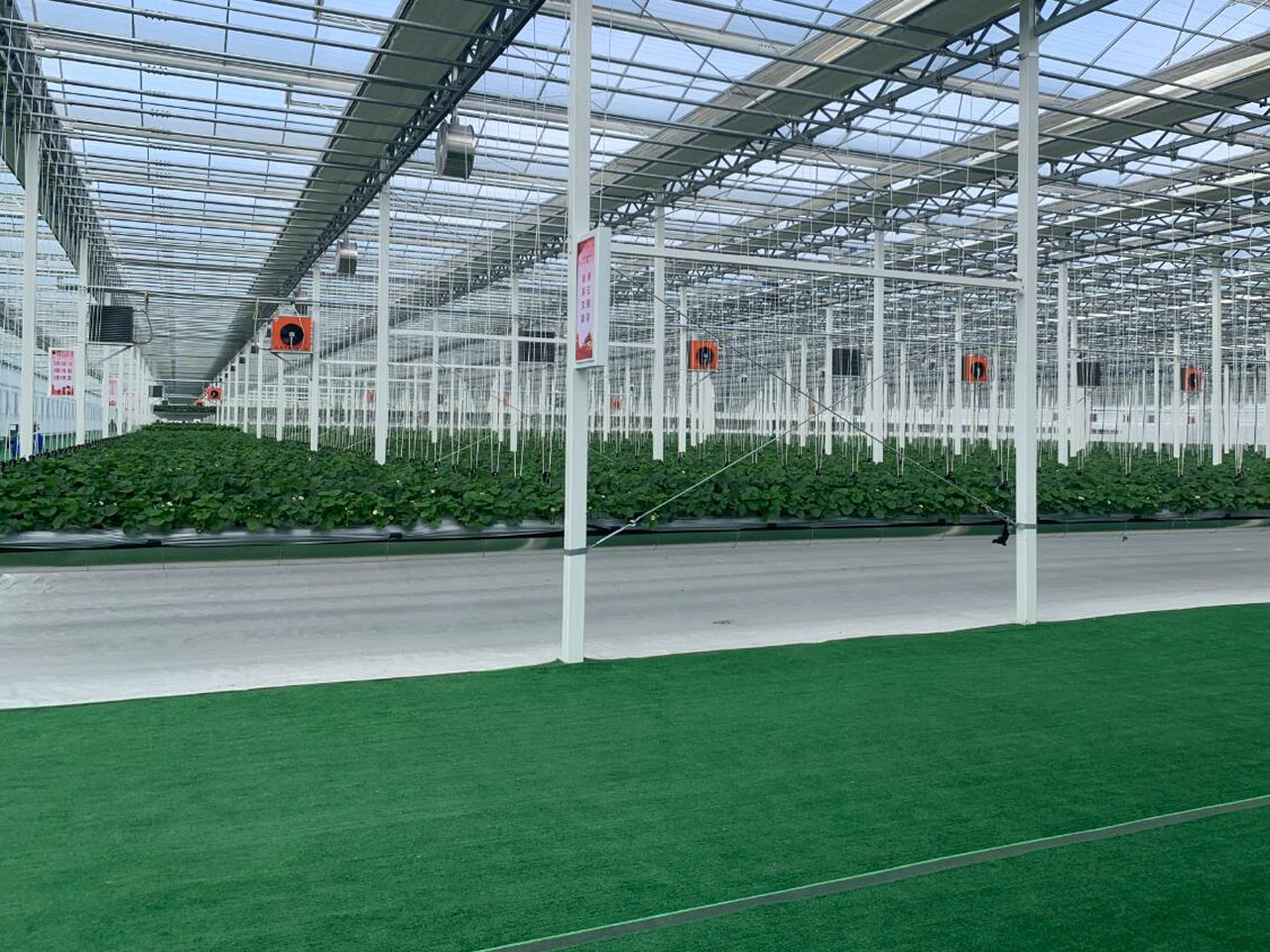 Strawberry greenhouse; large scale strawberry cultivation; commercial strawberry production; strawberry cultivation; strawberries in greenhouse; how strawberries grow; greenhouse; glasshouse