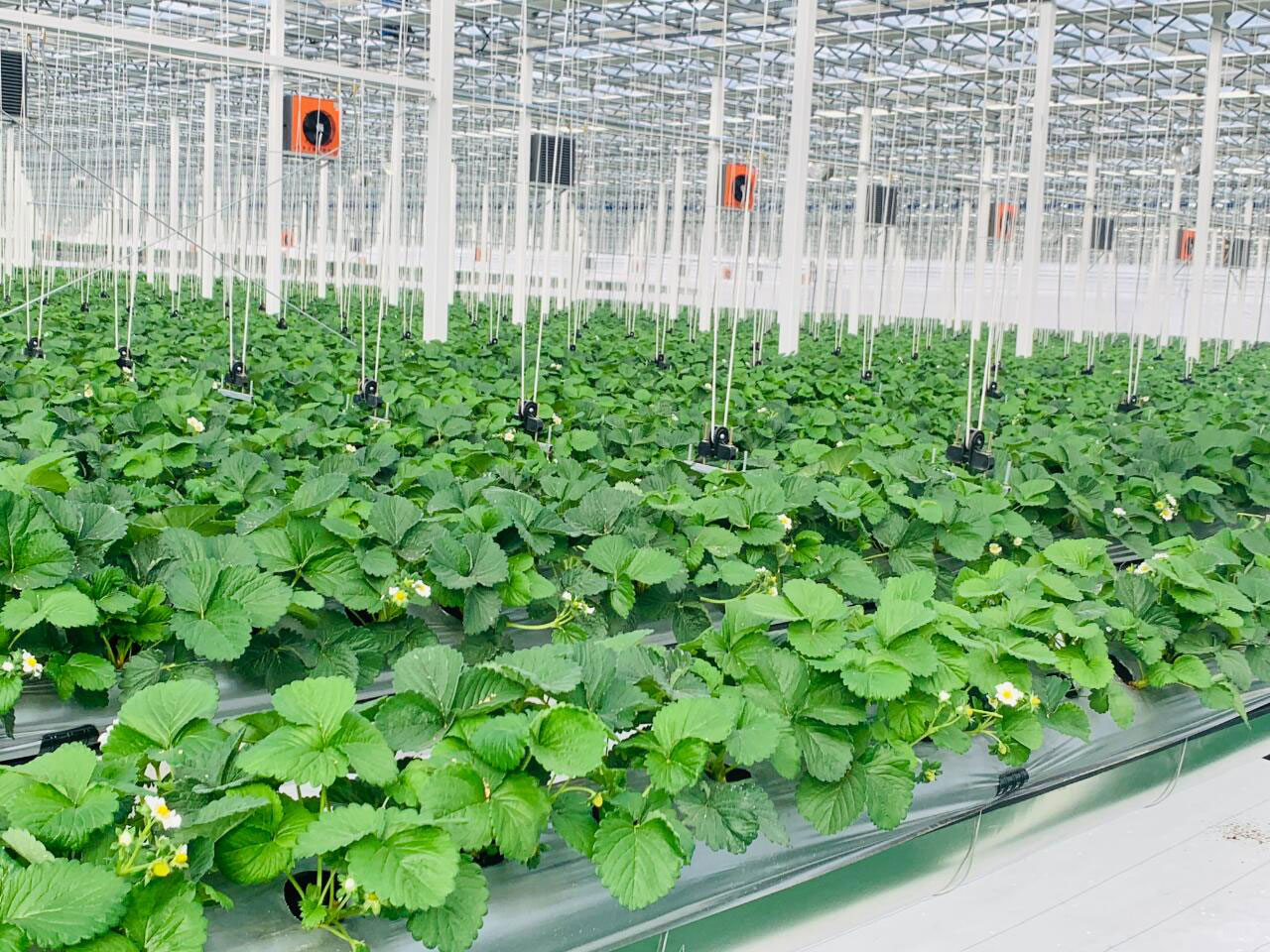 Aerial strawberry cultivation; healthy strawberries; strawberry growing; strawberry planting; strawberry picking; strawberry glass greenhouse; smart glass greenhouse; greenhouse design;