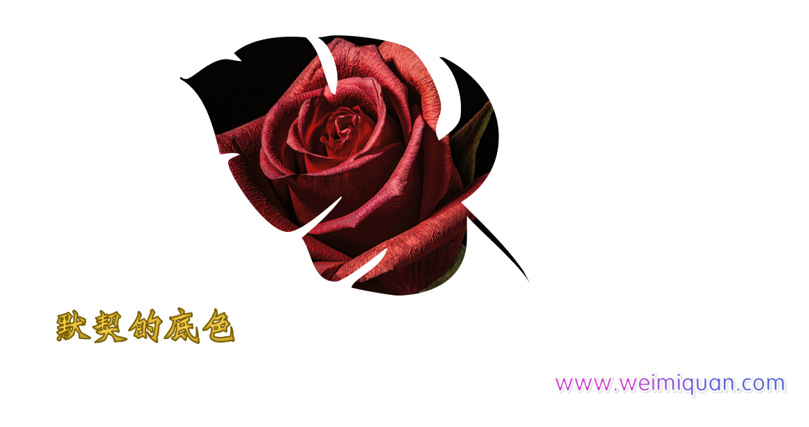 第三名｜「记账本与玫瑰」：把浪漫过成具体