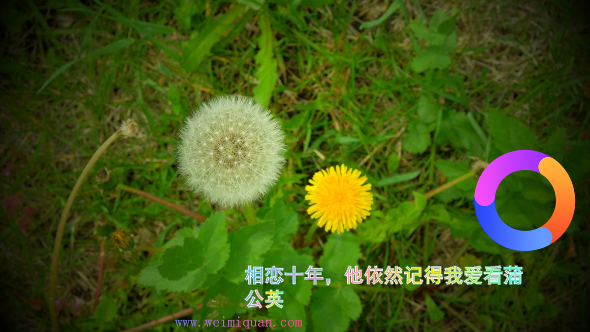 相恋十年，他依然记得我爱看蒲公英