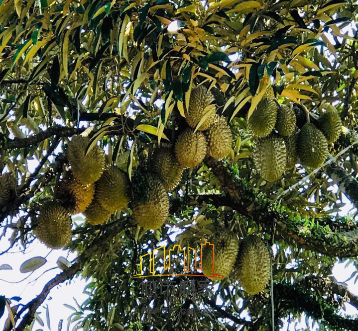 马来西业金阳庄-Goldenacres2