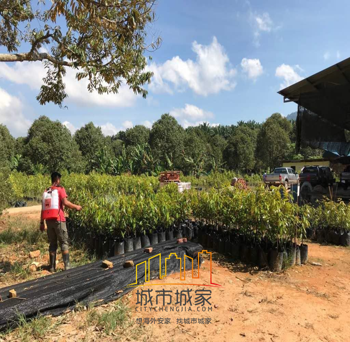 马来西业金阳庄-Goldenacres3