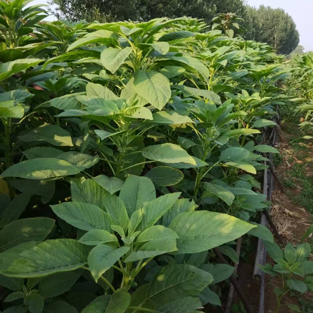 matthew-brodeur-oSvR0wGYUBs-unsplash拷贝