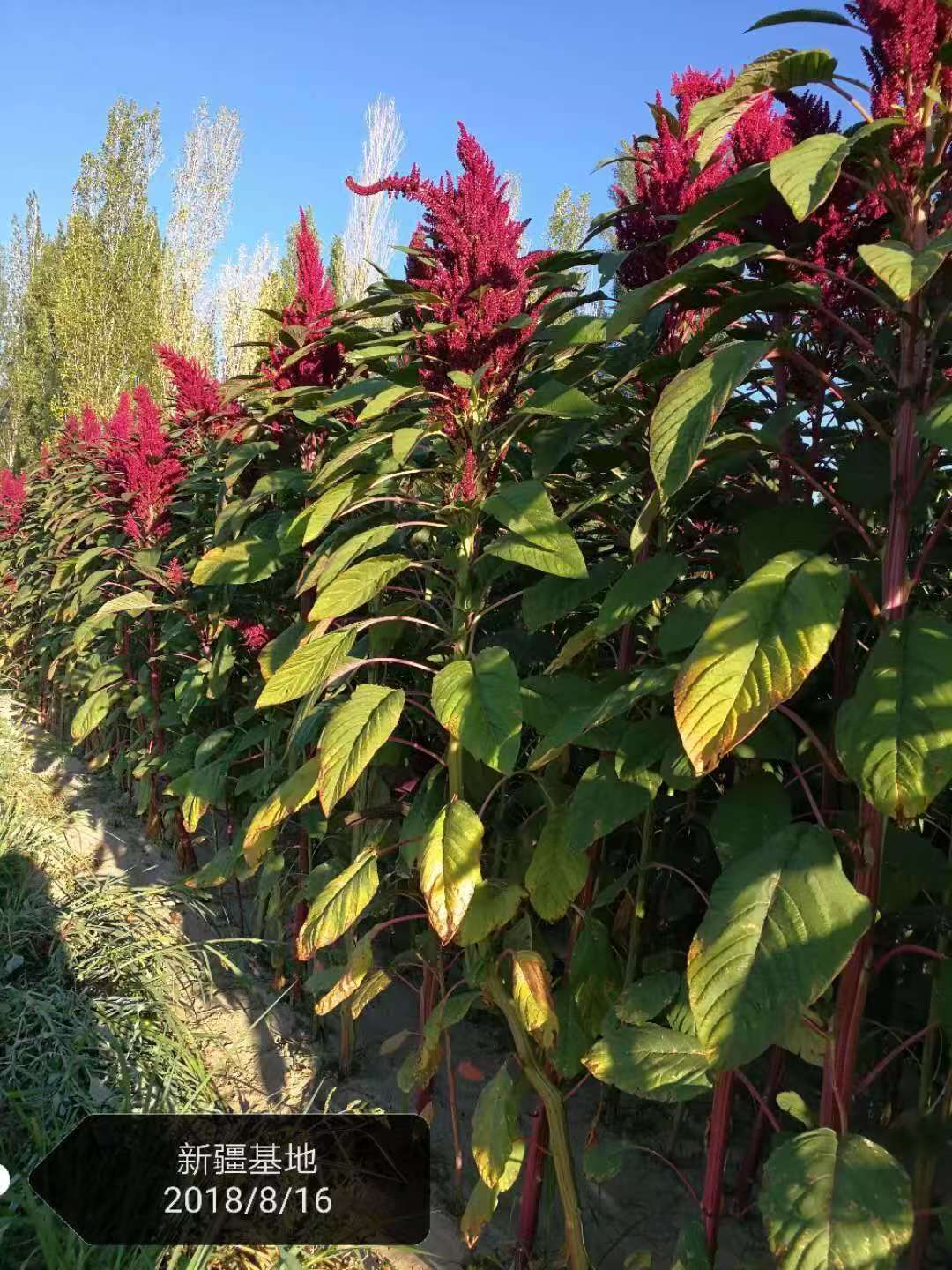 evie-s-uuCjYxJVf4o-unsplash拷贝